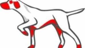 Alergie u psů: jak léčit, symptomy, fotografie, co dát psa od alergií